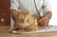 Анализ мочи у кота: расшифровка и норма Эритроциты 6 8 в моче у кошки
